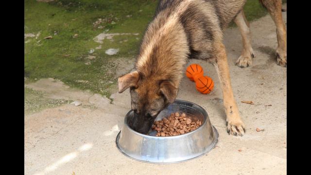 Помогите оплатить долг за корм! смотреть онлайн