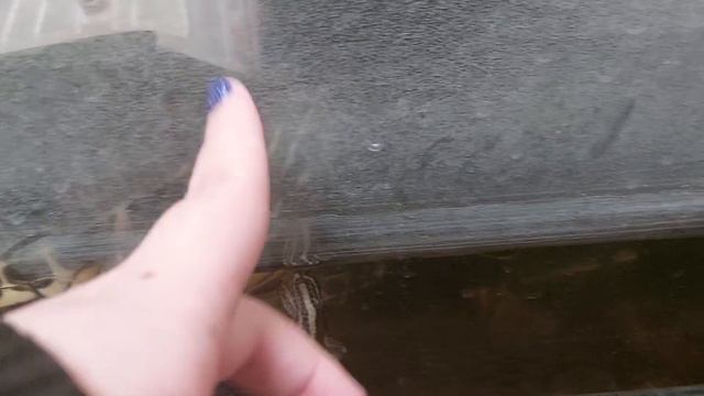 Черепашка на работе у родителей 🥰 мои дорогие зайки я решила что я буду снимать себя и что я делаю смотреть онлайн