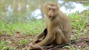 Baby Monkey Rex  Unbelievable He Can Control His Balance Standing Without Young Mom Monkey Rose...!
