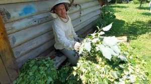 Пчеловодство №106 Начало основного медосбора.