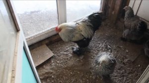 Брама тёмная. Как несутся Брамы зимой