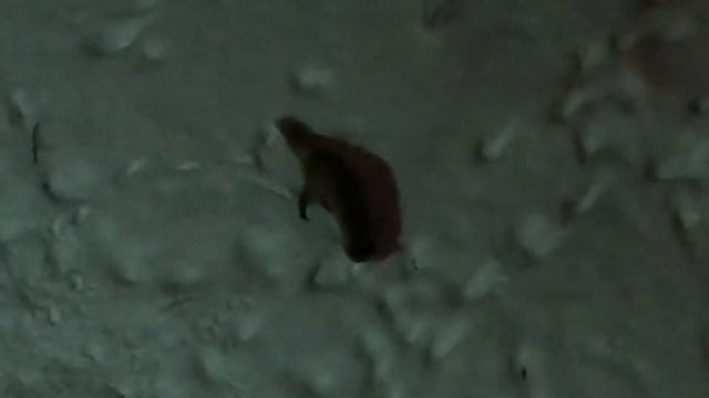 Лиса в Лыткарино на квартале 3а. смотреть онлайн