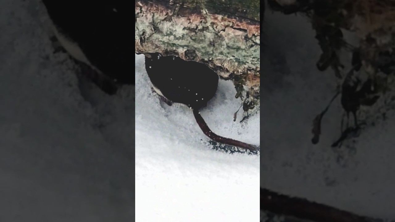 Что за ЗВЕРЬ напугавший РЫБАКА?! 🤣🤣🤣 #shorts #new смотреть онлайн