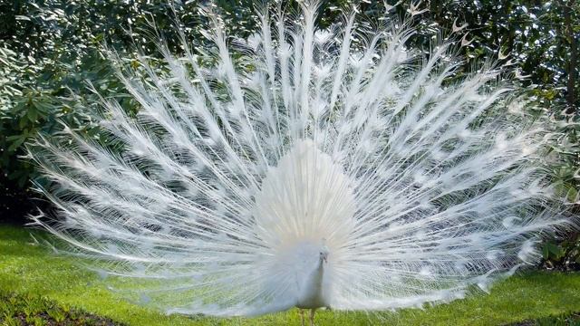Голоса птиц Как поёт Павлин (Pavo cristatus) смотреть онлайн
