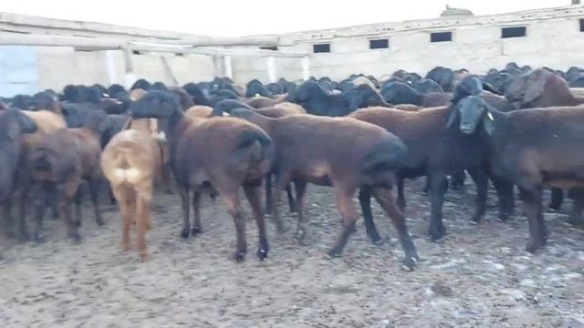 Переярки, ярки и матки Гиссарский породы К/Х Нурзода 12.12.2020 года смотреть онлайн
