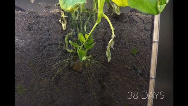 Выращивание картофеля. Как растёт картофель за минуту. смотреть онлайн