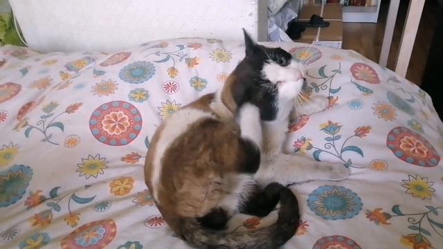 Какой чудесный день...?.Буба- вонючка?. Крашу чёлку ? смотреть онлайн