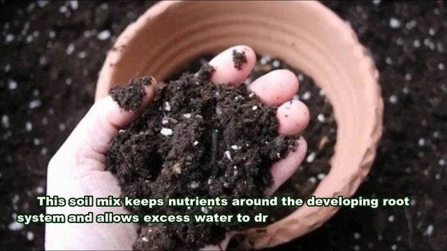 How to Grow Variegated Monstera From Cuttings | Growing Houseplants Indoors - Gardening Tips смотреть онлайн