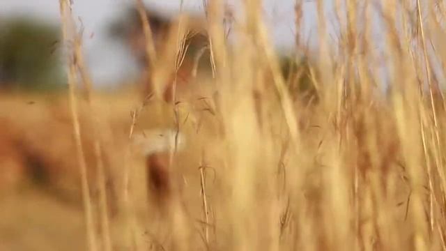 Master KG   Jerusalema Ft  Nomcebo L African Ndebele Dance Challenge  #Jerusalema #itsFistoFireTv