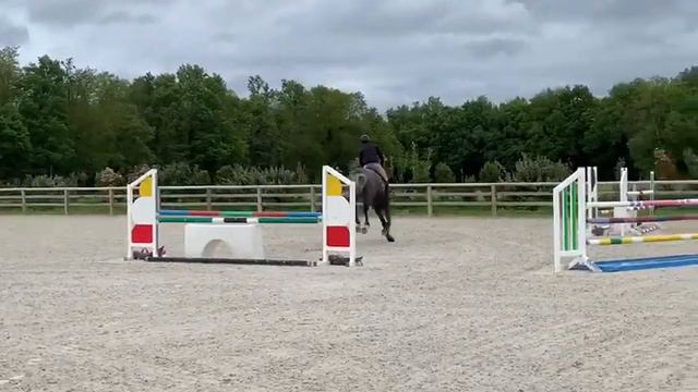 Sold to Korea 4 yo Cornet oblinsky gelding for sale смотреть онлайн