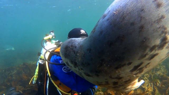 Playful Seal Gets Acquainted With Diver Off The Coast of Northumberland, England смотреть онлайн