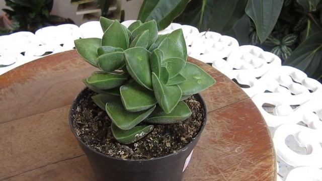 #Suculentadodia! | Crassula Springtime