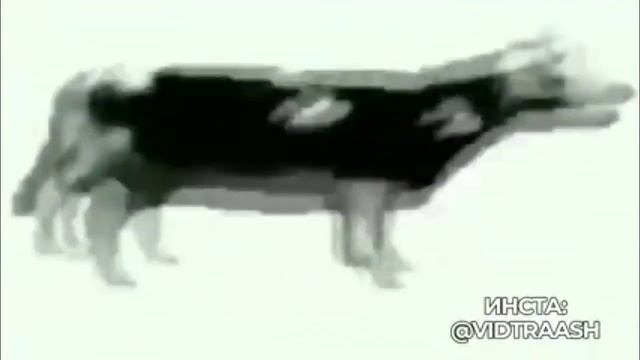 Польская корова. смотреть онлайн