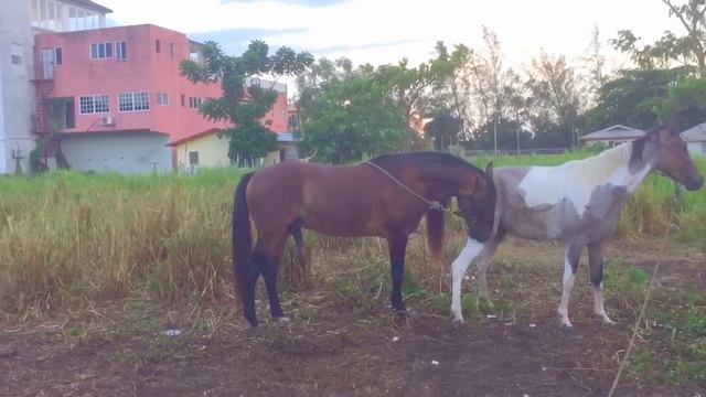 Horse breeding Perl mating for the first time смотреть онлайн