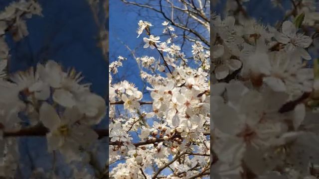 Звуки природы. Жужжание пчёл. Пение птиц. смотреть онлайн