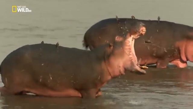 Если такого видео хотите ещё вы сами знаете что делать надо подписаться смотреть онлайн