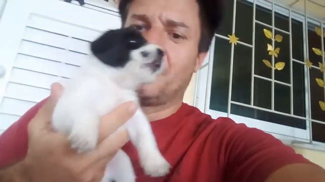 Yes good ЕСТЬ 4 щенка. Кому интересно. Забирайте. We have 4 small dogs. Please take for enjoy. FRE смотреть онлайн