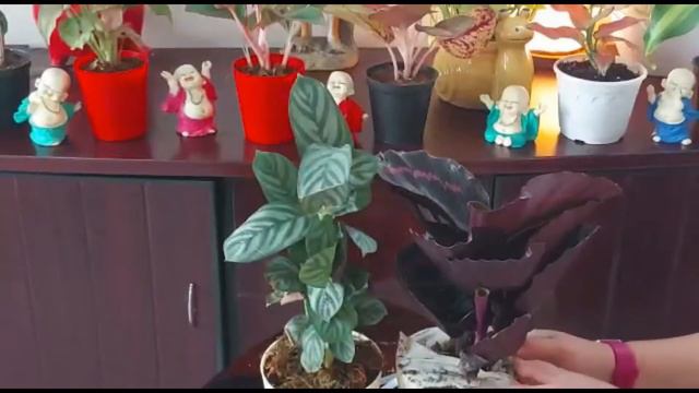 Calathea Setosa and Calathea Dottie | Unboxing | Indoor Exotic Plants | Indoor Rare plants смотреть онлайн