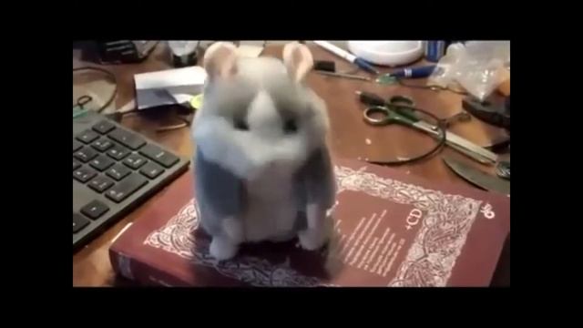 Говорящий хомяк танцует на книжке смотреть онлайн