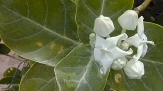 Soma toubabou Alias Daouda Yattara Junior faïda sur Popopokolo Tel:0022371968340 смотреть онлайн