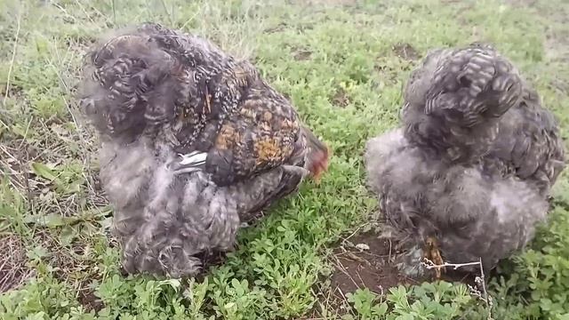 Куры кохинхин окрас криль. смотреть онлайн