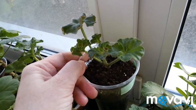 Обзор моих пеларгоний. 18.04.2019. Часть1. смотреть онлайн