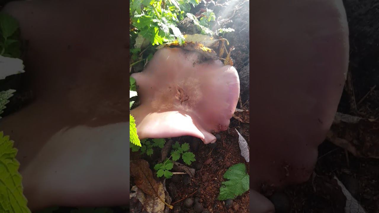 ЧТО ЗА ГРИБЫ? смотреть онлайн