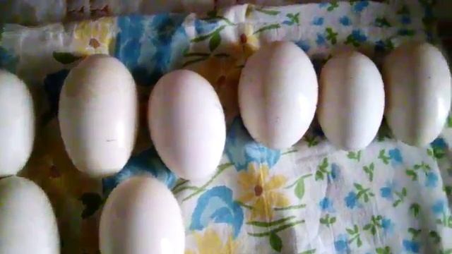 Инкубация гусиных яиц. Обработка. График. смотреть онлайн