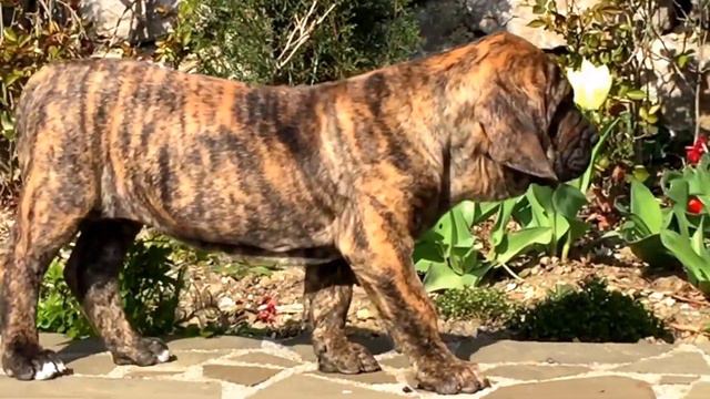 Фила Бразилейро    Fila Brasileiro
