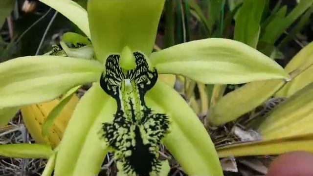 Coelogyne Pandurata - Black Orchid Of Borneo