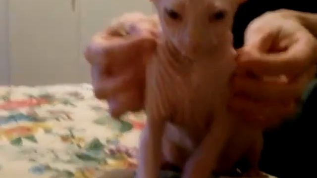Sphynx kitten смотреть онлайн