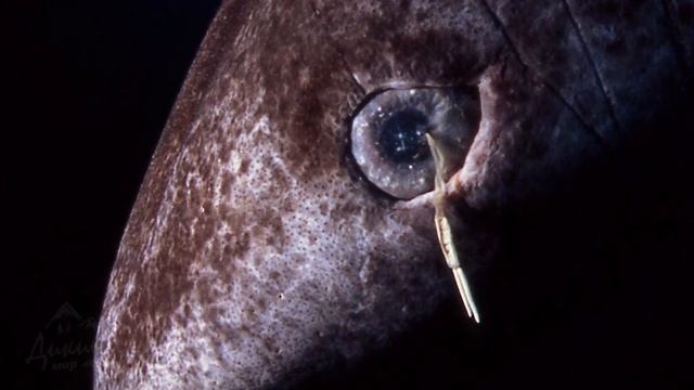 И на Акулу есть управа: ученые выяснили, чего боятся морские хищники! смотреть онлайн