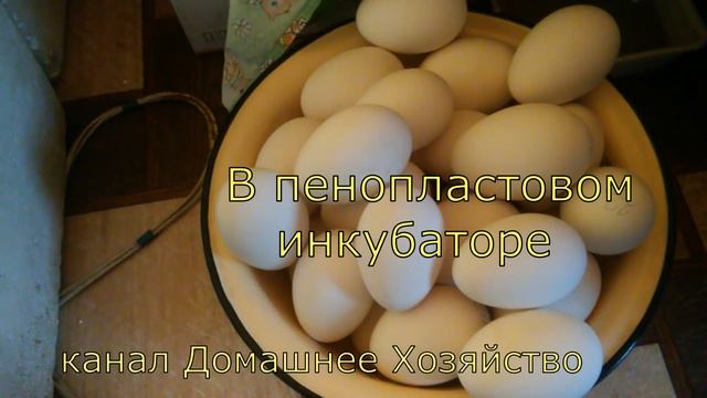 Как я инкубирую разную птицу ТЕОРИЯ