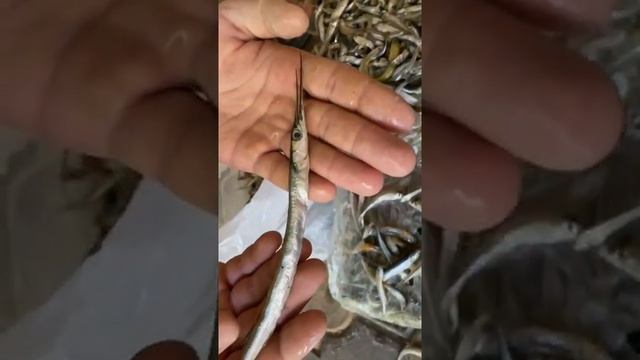 переводим сомов на Атерину смотреть онлайн
