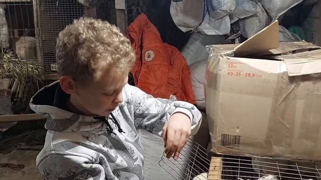 Перепелка техасский бройлер смотреть онлайн