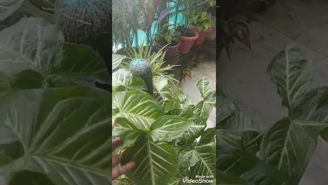 Care of Syngonium/ arrow head plant with propagation