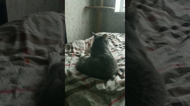 Суп с котом #animals #pets #cat #котейка