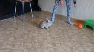 Дрессированный кролик Пуся выучил 10 команд