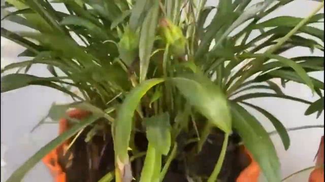 How To grow Gazania By Cutting | Gazania Plant Propagation | Gazania Plant Basal Propagation смотреть онлайн