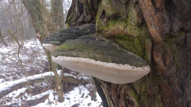 Czyreń ogniowy (Phellinus igniarius) Jaworzno смотреть онлайн