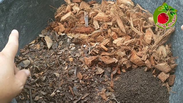 เงินไหลมา ด่าง Syngonium Pink Flecked ขยายพันธุ์ง่ายๆ ตัดปุ๊บ ปลูกทันที ไม่ชำไม่อบ/เล่าสู่อู้กำเมือ