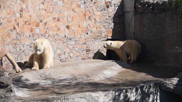 泳ぐウスラーダさんと目を覚ましたメンシコフさん (Услада плавание и Меньшиков пробуждение)（2016. 5. 7 レニングラード動物園） смотреть онлайн
