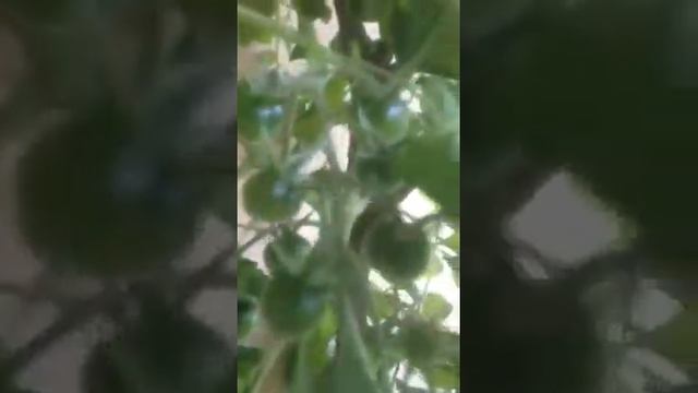 Чудо дерево ( помидоры) / magic tree tomato смотреть онлайн