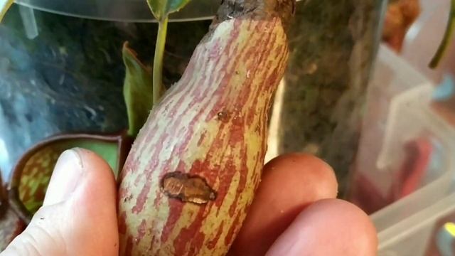Nepenthes. Срезаю кувшины Непентеса. Нужно ли срезать кувшины?