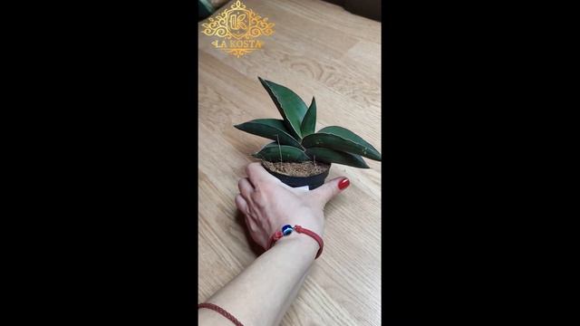 Сансевиерия Эренберга Самурай смотреть онлайн