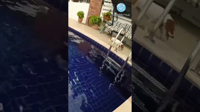 Обычный день собачки у бассейна смотреть онлайн