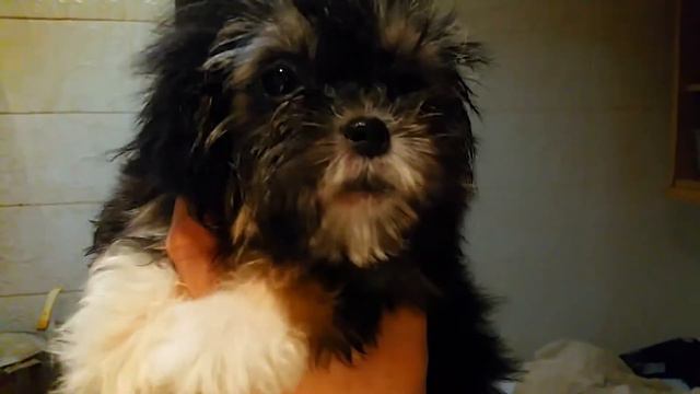 девочка ши-тцу 2,5 мес. мини продается смотреть онлайн