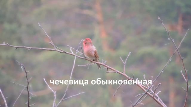 Фотоохота с детьми. Дача отца. Большой Карак. смотреть онлайн