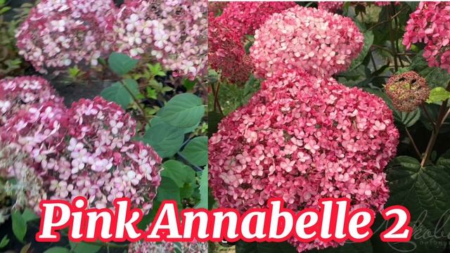 Гортензии для продажи, сезон 2023. Заказать можно в группе ВКонтакте «Пионы под Питером" смотреть онлайн