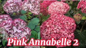 Гортензии для продажи, сезон 2023. Заказать можно в группе ВКонтакте «Пионы под Питером"